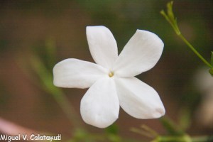 sin título (59 de 77)